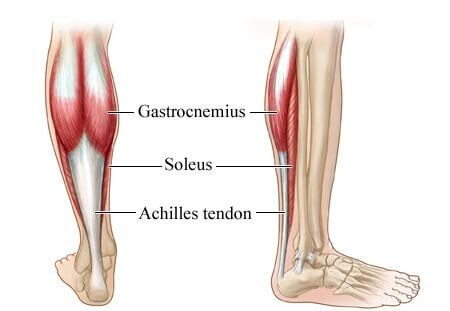 The Soleus Muscle